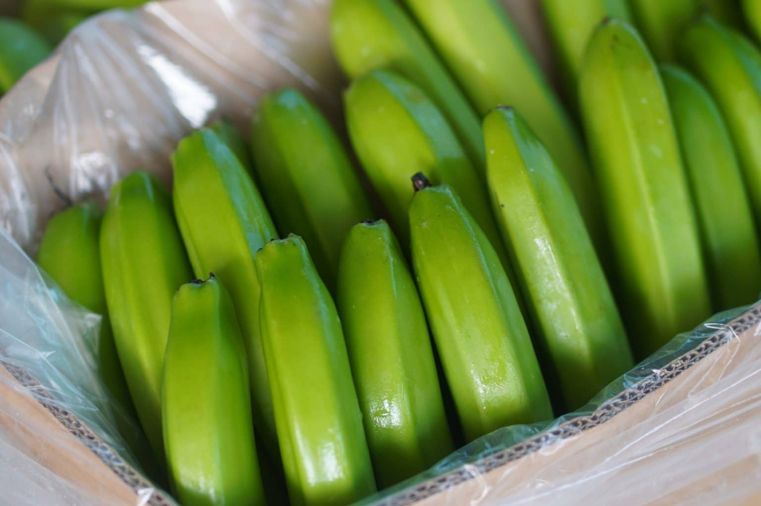 Mes de junio culmina con un crecimiento del 4,86% en la exportación del banano ecuatoriano