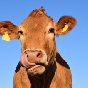 Veterinaria