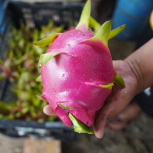 Pitahaya